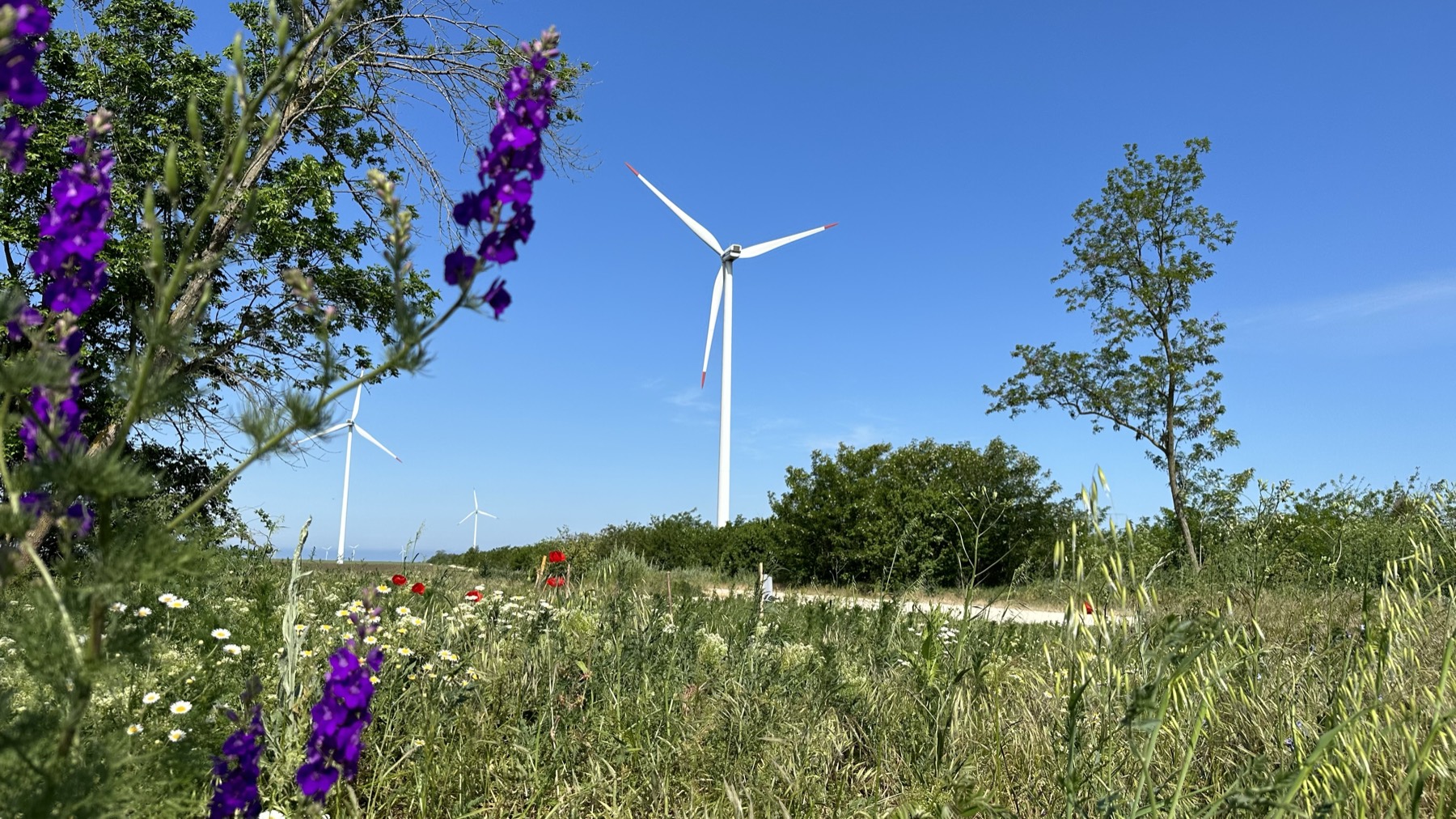 Wind turbines rising over a meadow of wild purple larkspur, poppies, and chamomile at the St. Nikola Wind Farm